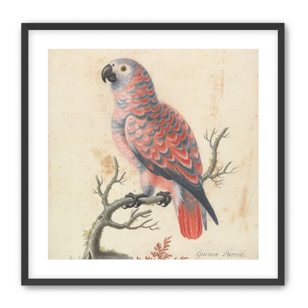 Parrot among bare branches