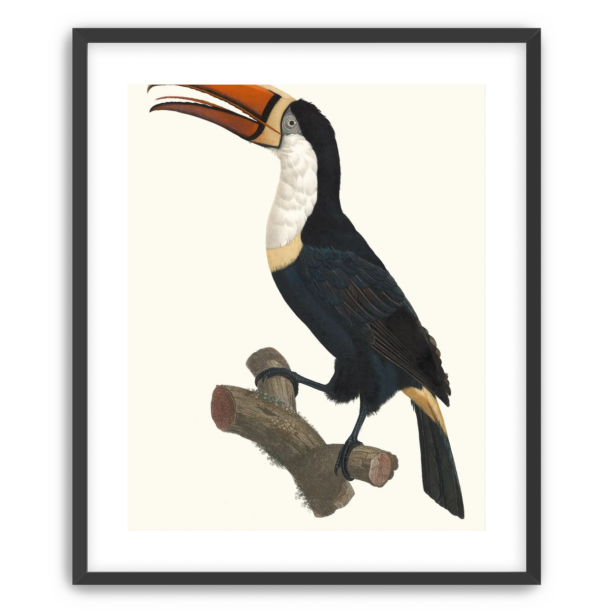 Hornbill on cut branch
