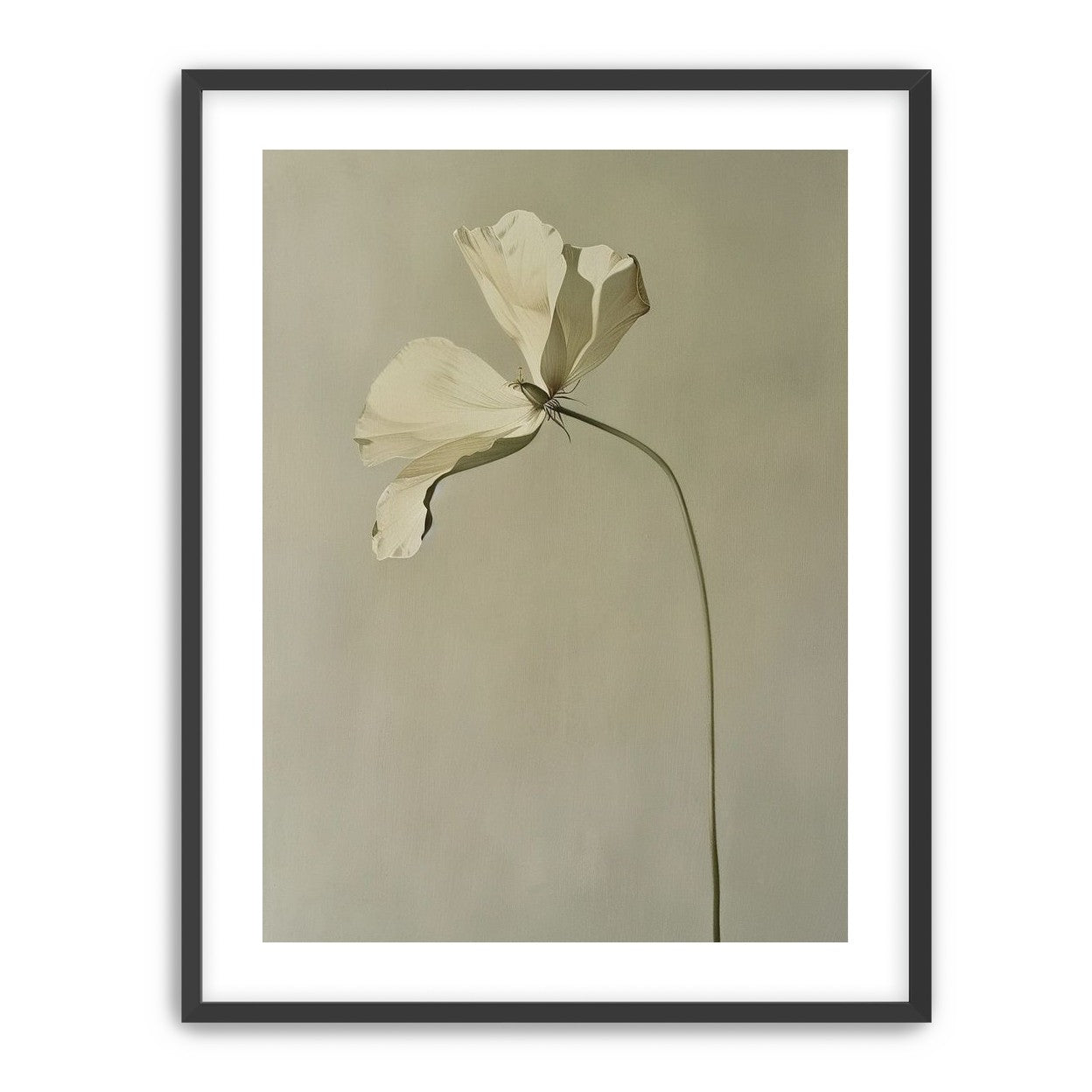 Cream petals in gray green air
