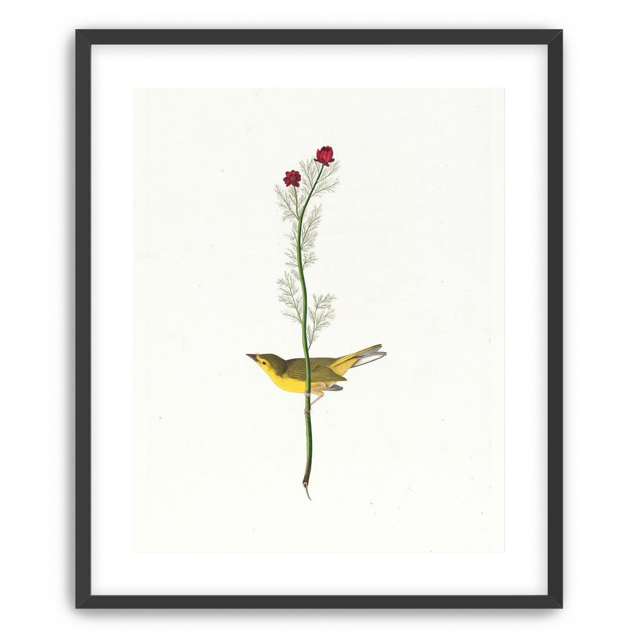 A yellow bird beneath red blooms