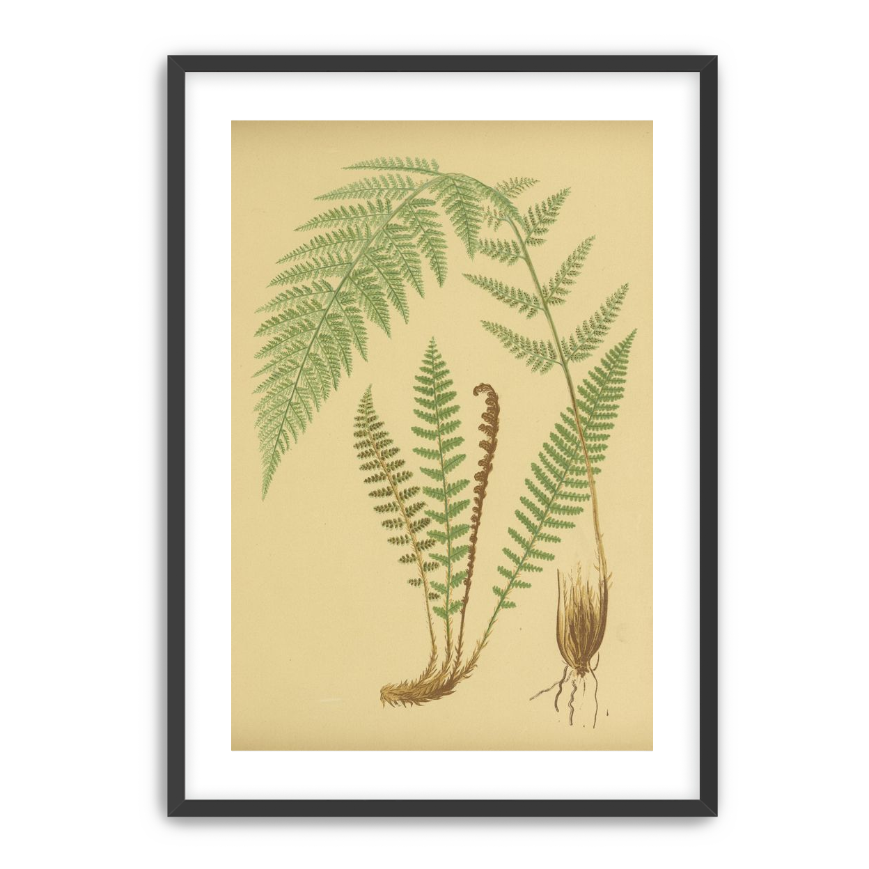 Fern fronds on tan paper