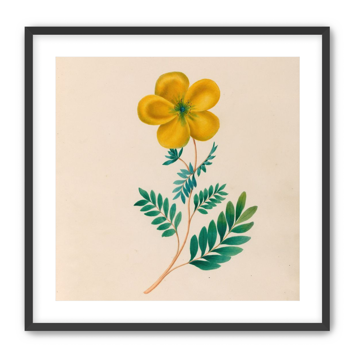 Yellow flower on pale paper