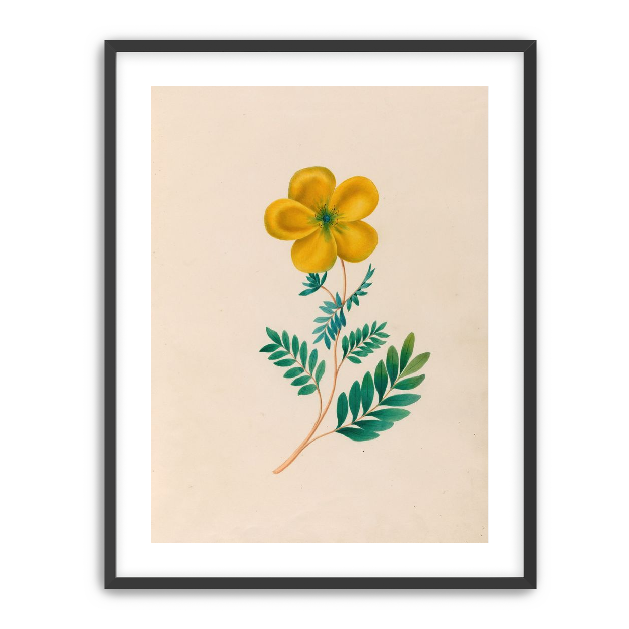 Yellow flower on pale paper