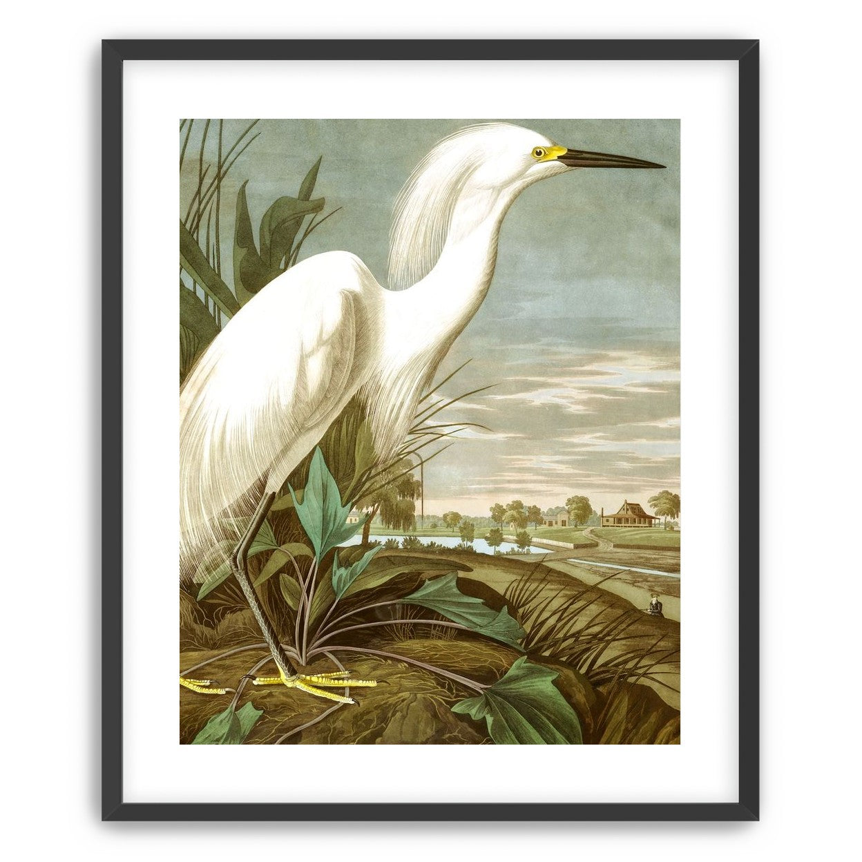White Egret