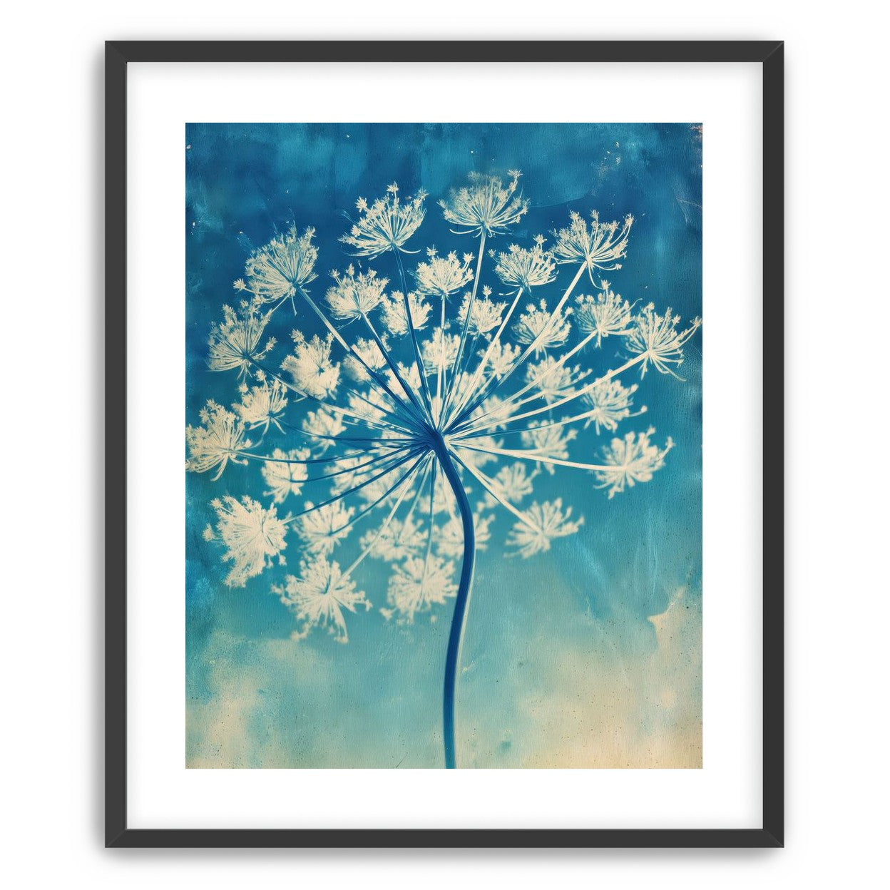 Laceflower Bloom