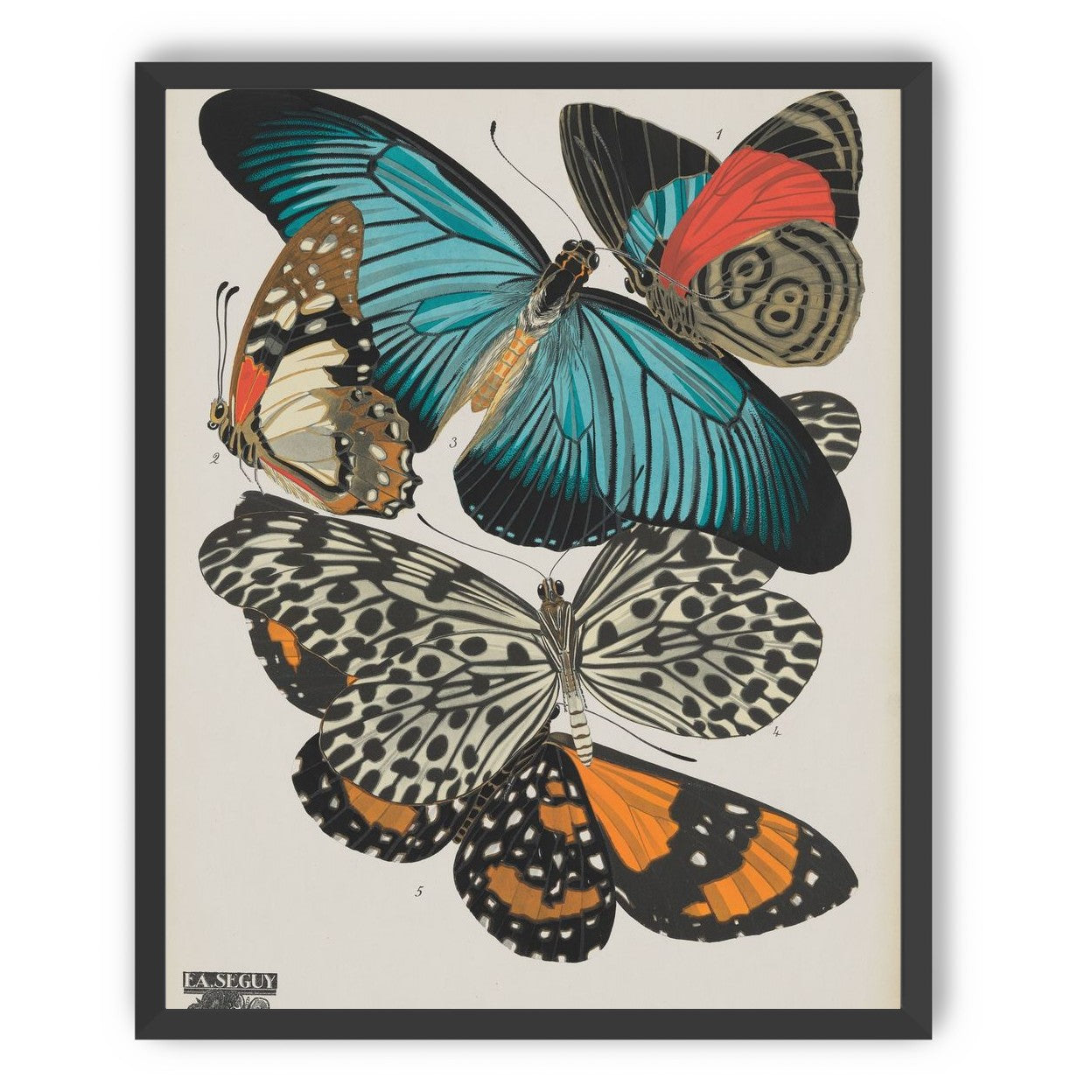 Turquoise wings over orange velvet