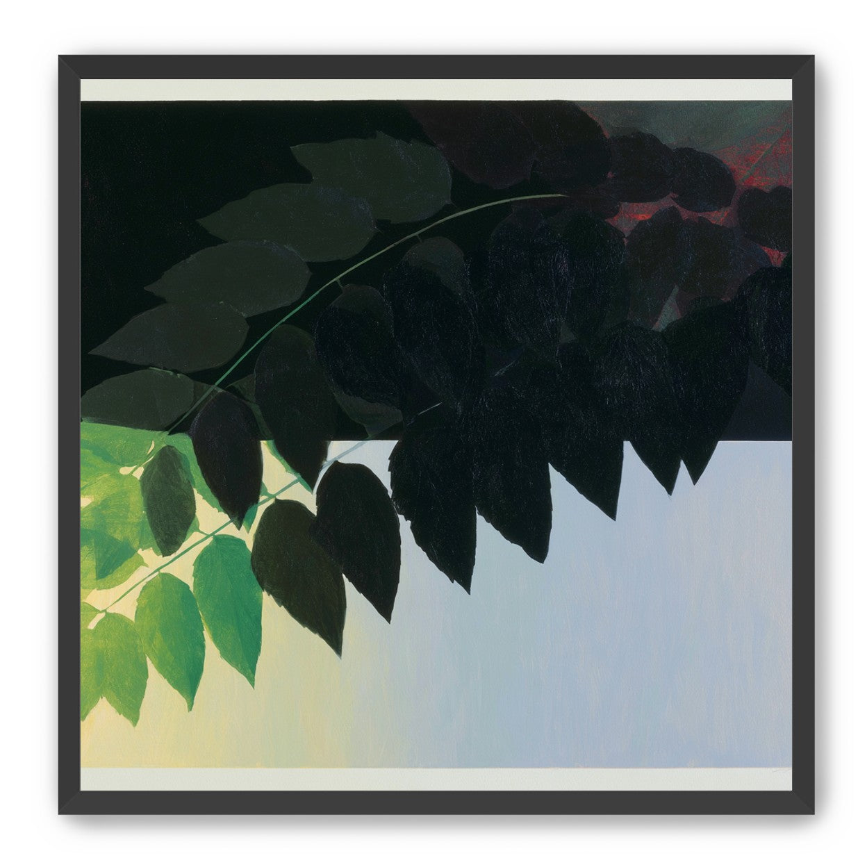Leaves crossing into shadow