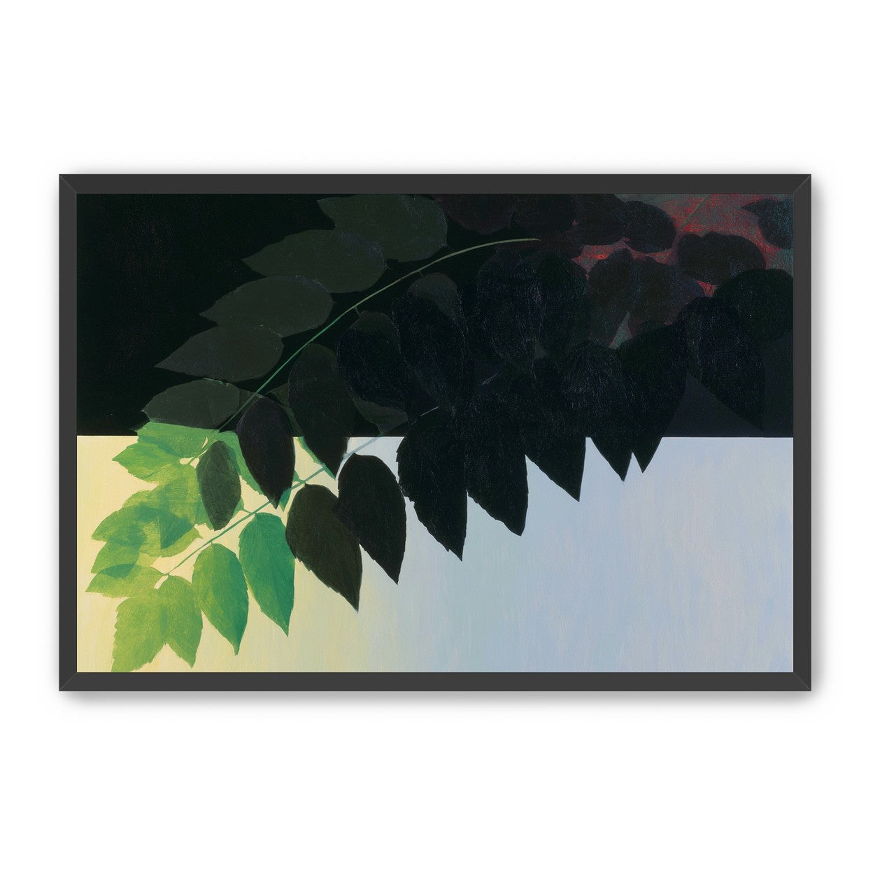 Leaves crossing into shadow