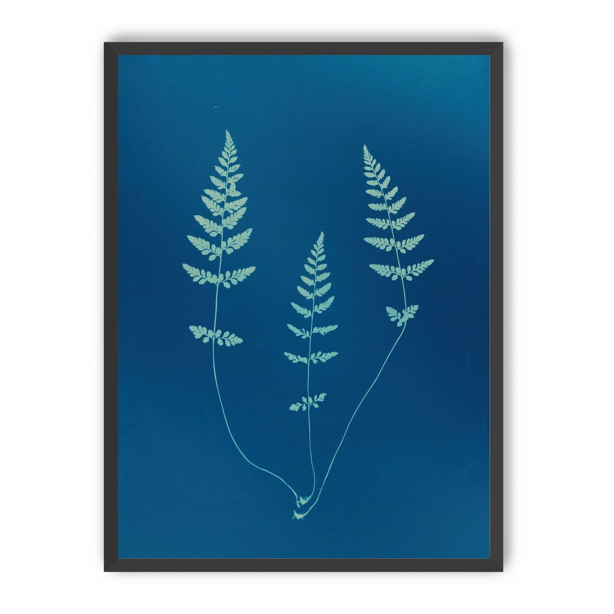 Three ferns in blue
