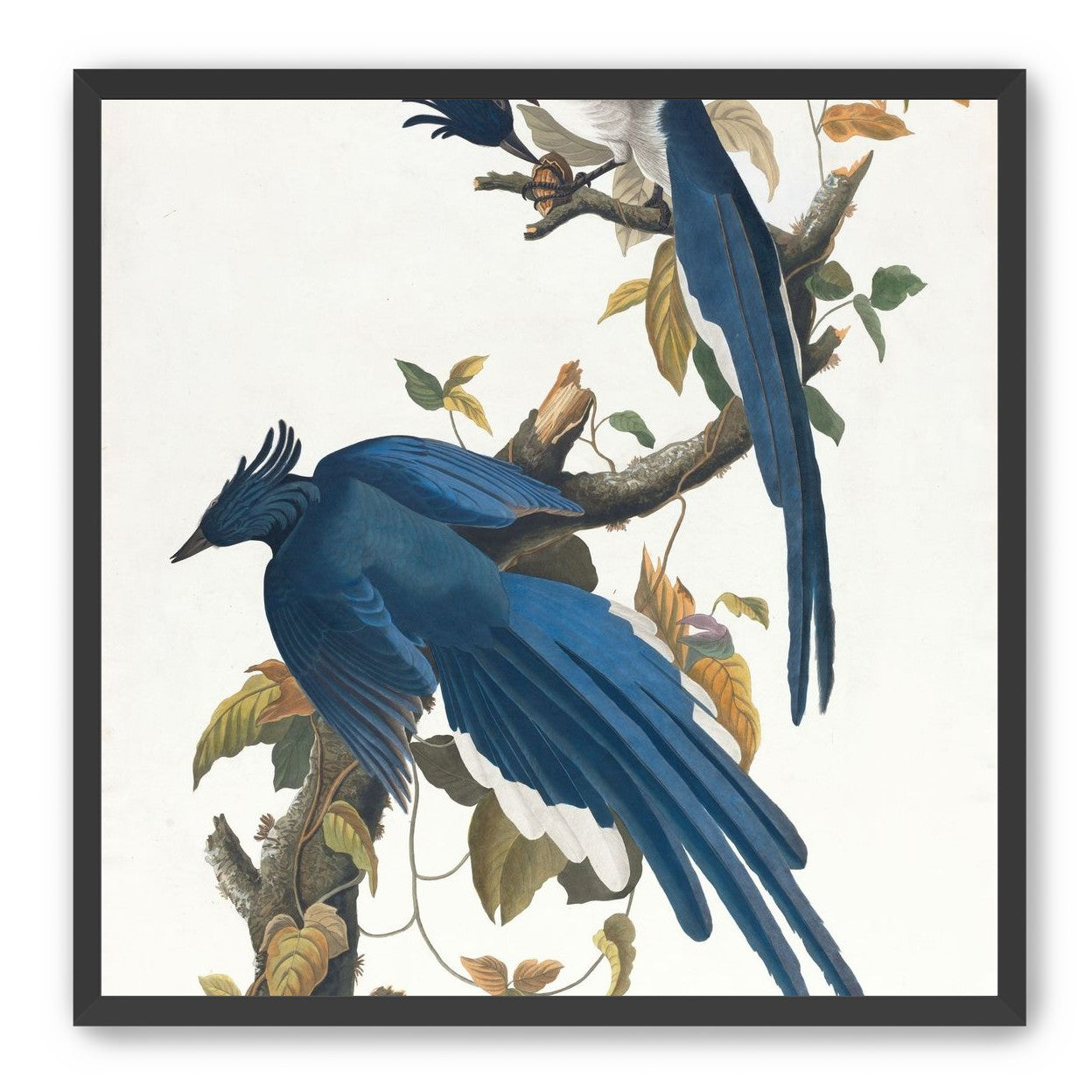 Butterfly under blue beaks