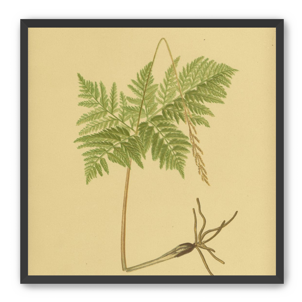 Fern fronds above bare roots