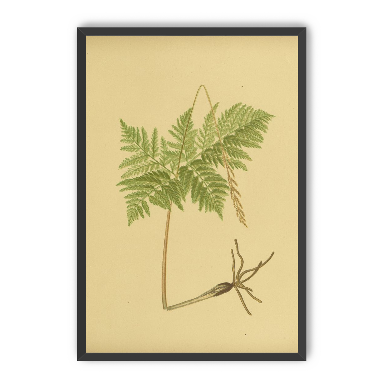 Fern fronds above bare roots