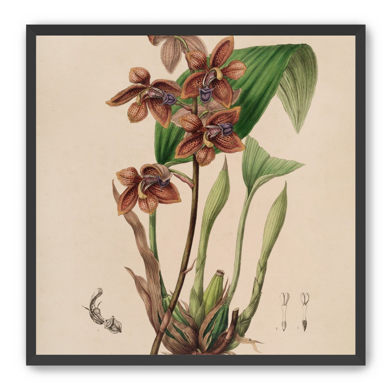 Speckled orchids on pale paper