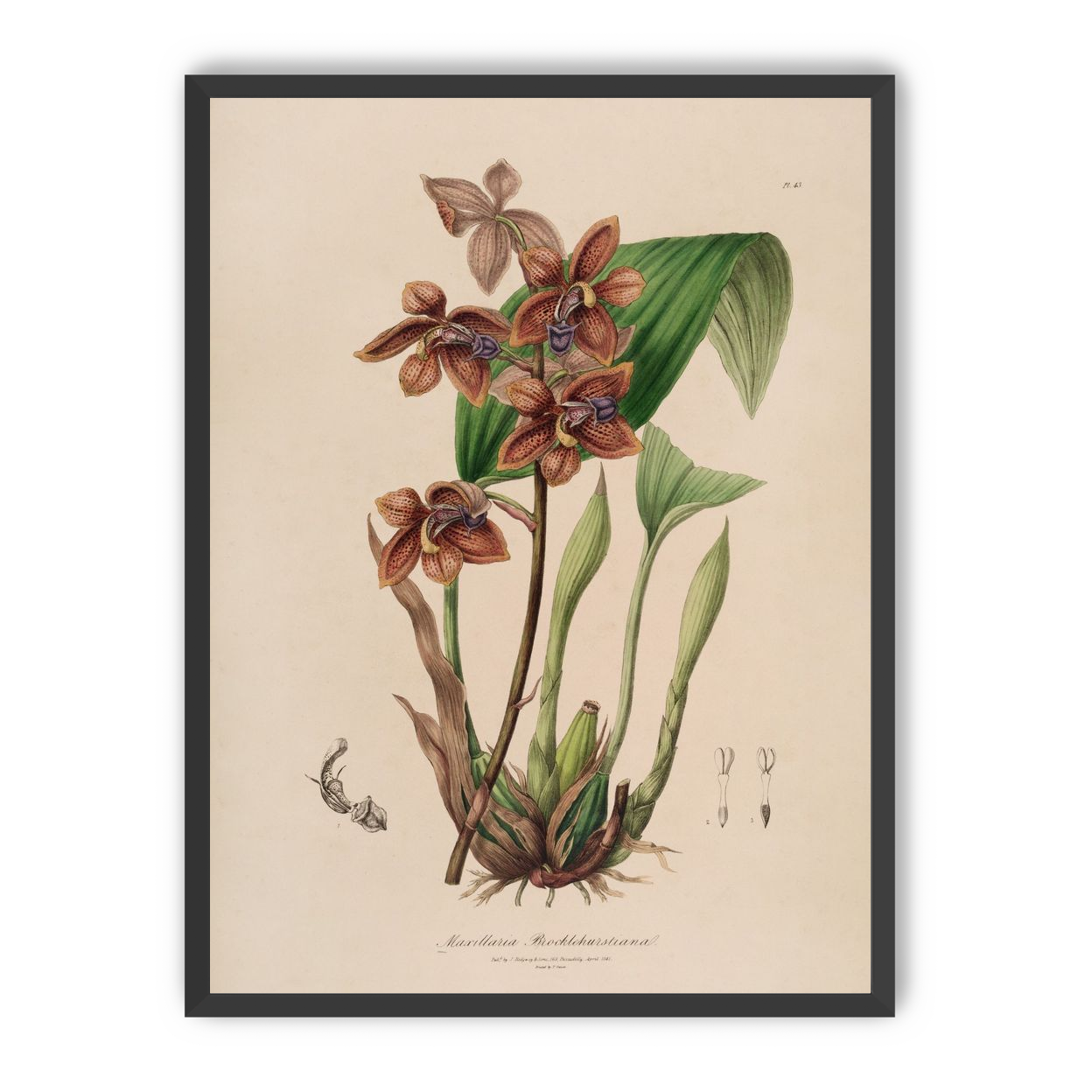 Speckled orchids on pale paper