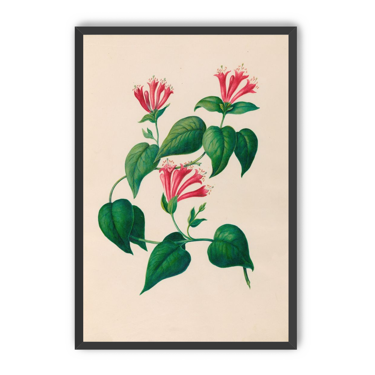 Three trumpets on a vine