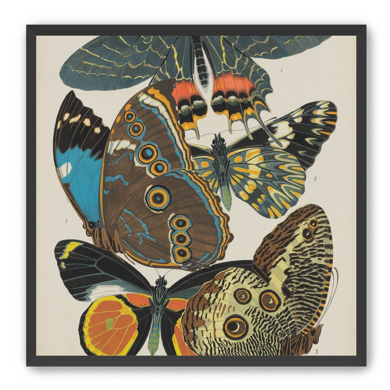 Five butterflies in quiet display