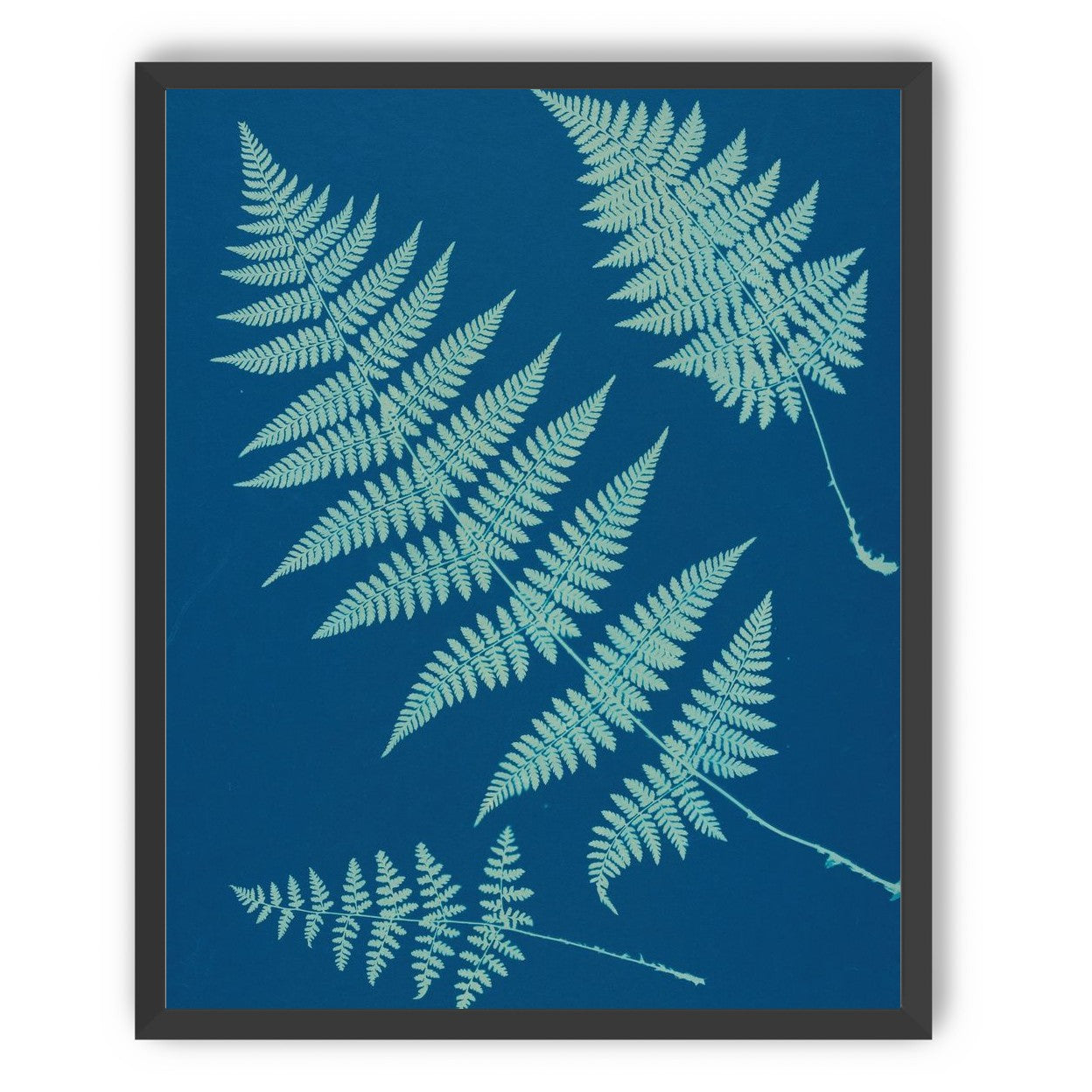 Pale ferns in deep blue