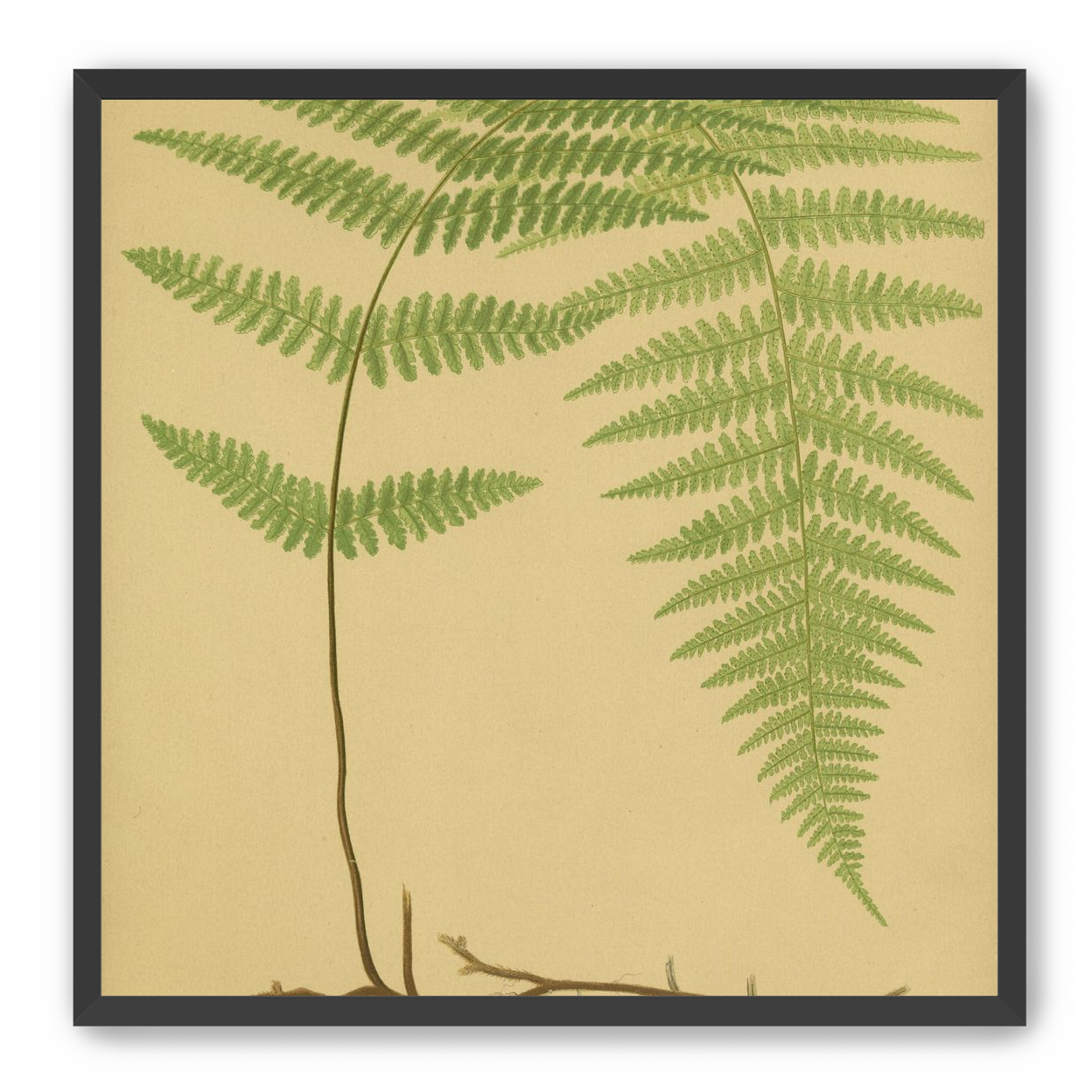 Green frond on tan paper