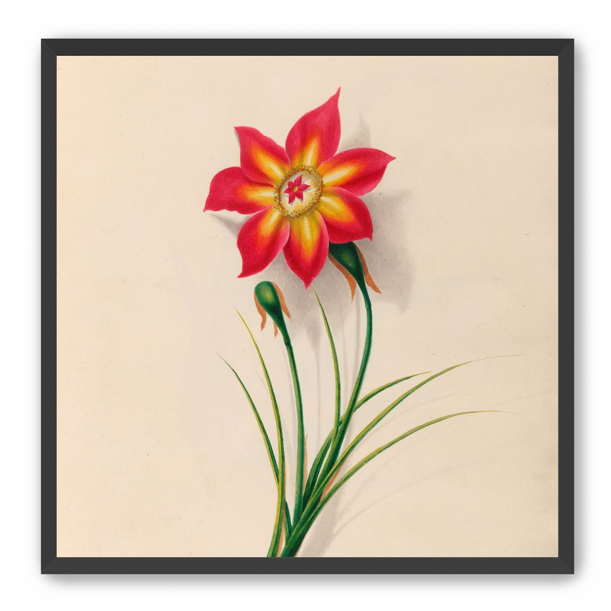 One flower above two buds