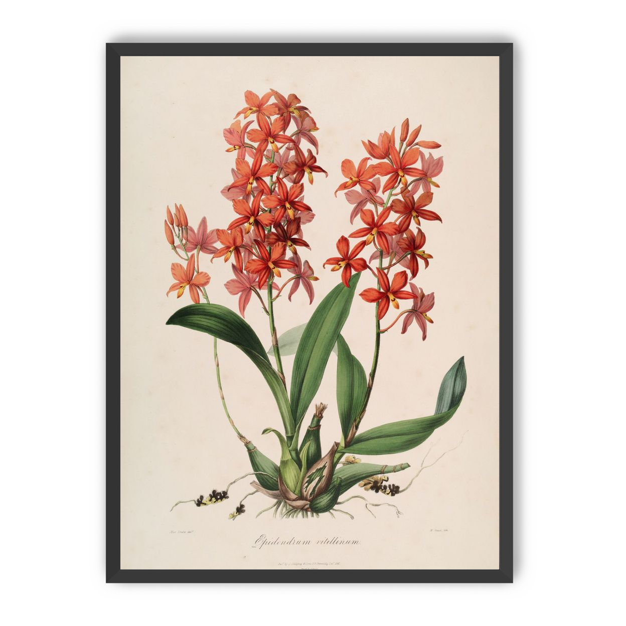 Red orchids on white paper