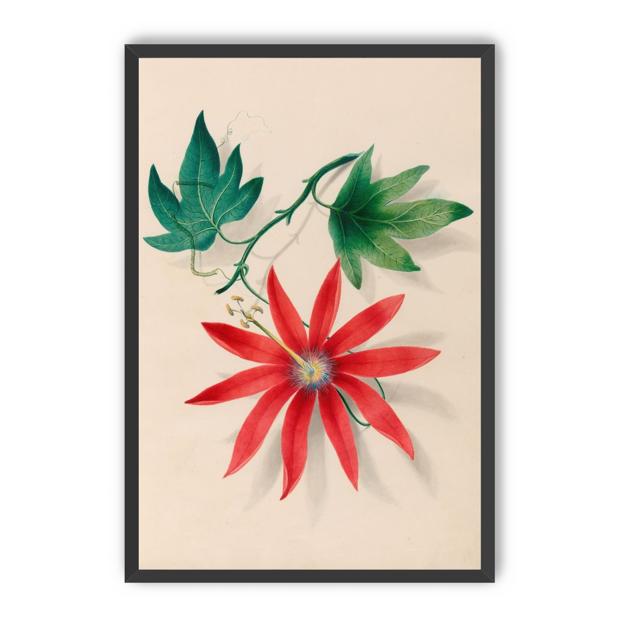 Red bloom on green vine