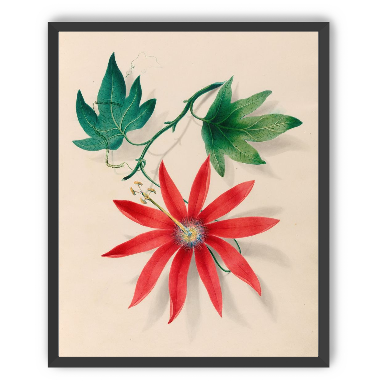 Red bloom on green vine