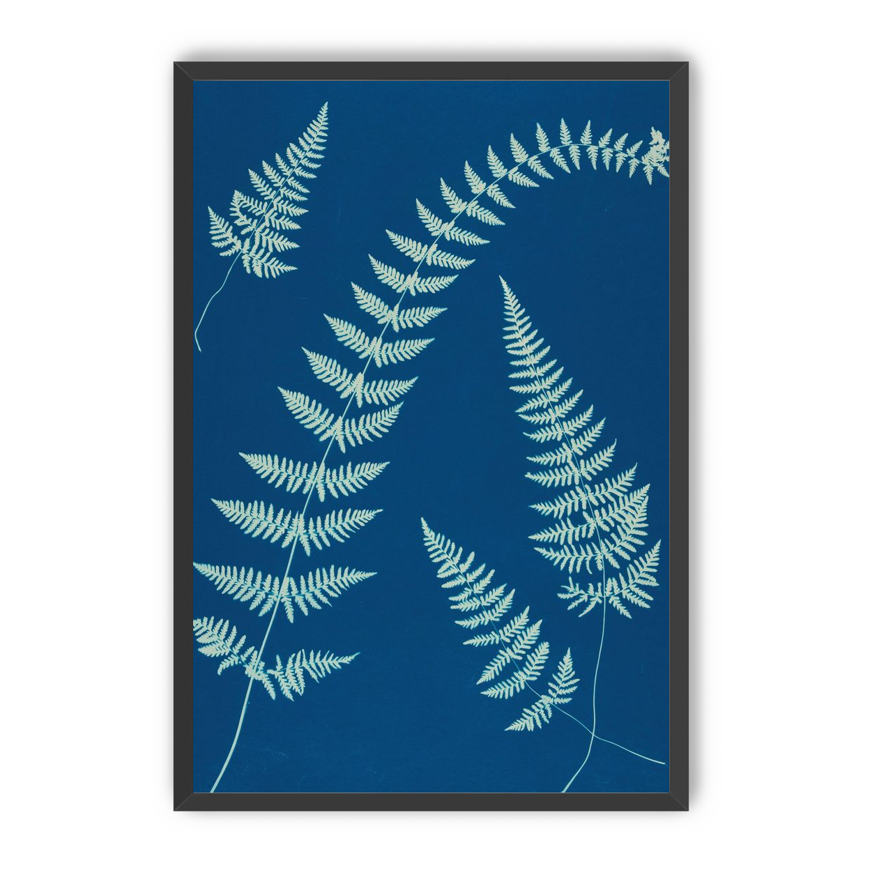 Fern shadows in blue