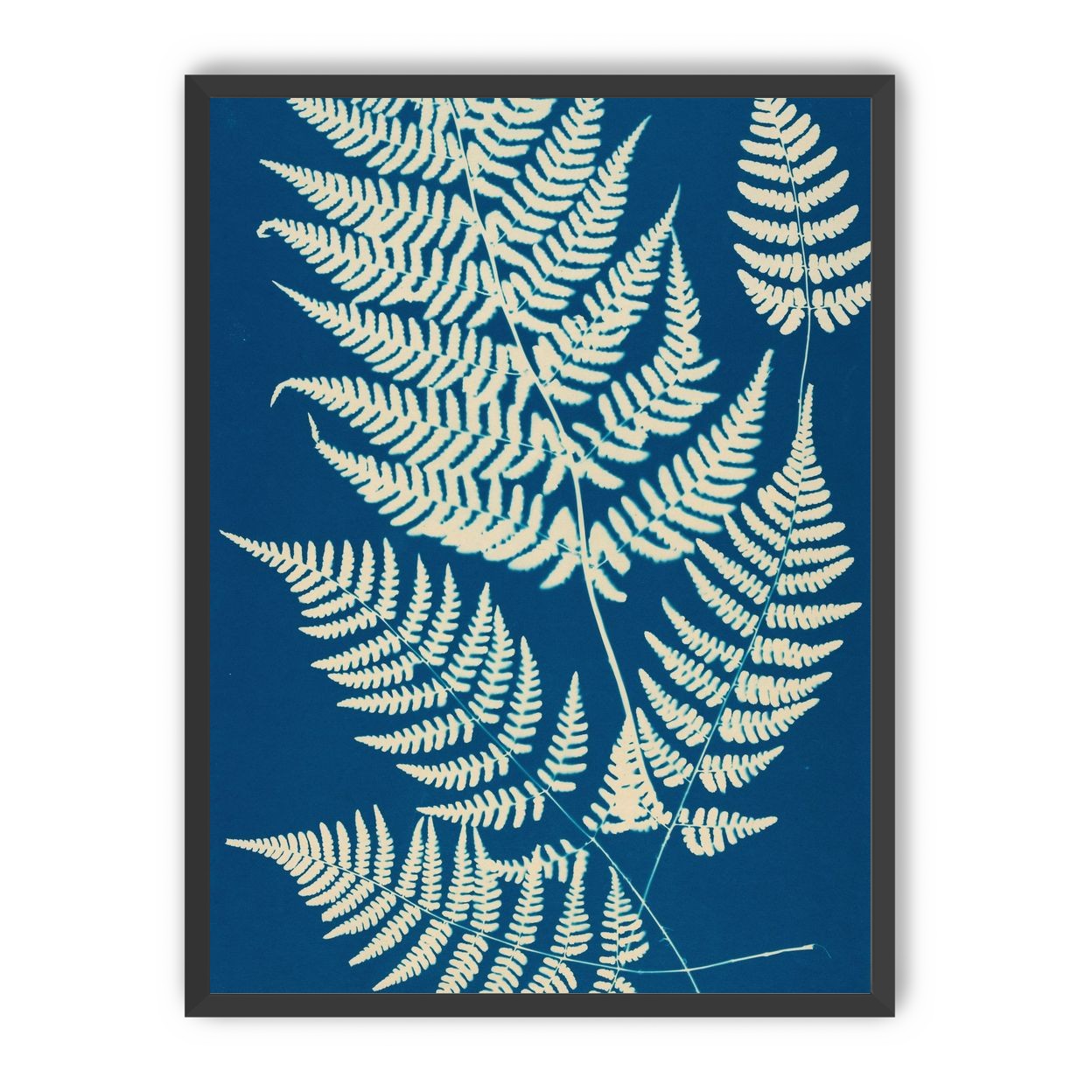 Ferns crossing blue field