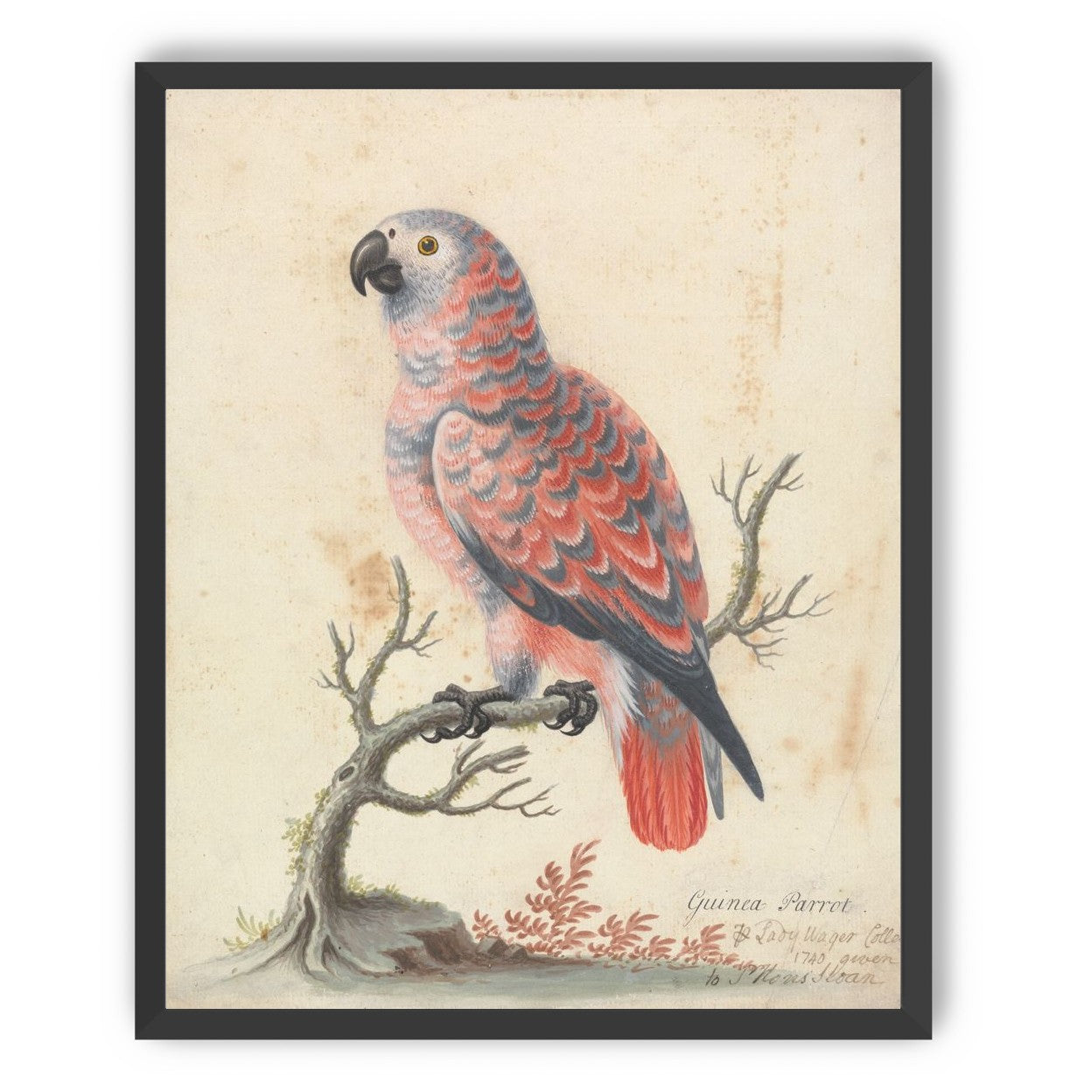 Parrot among bare branches