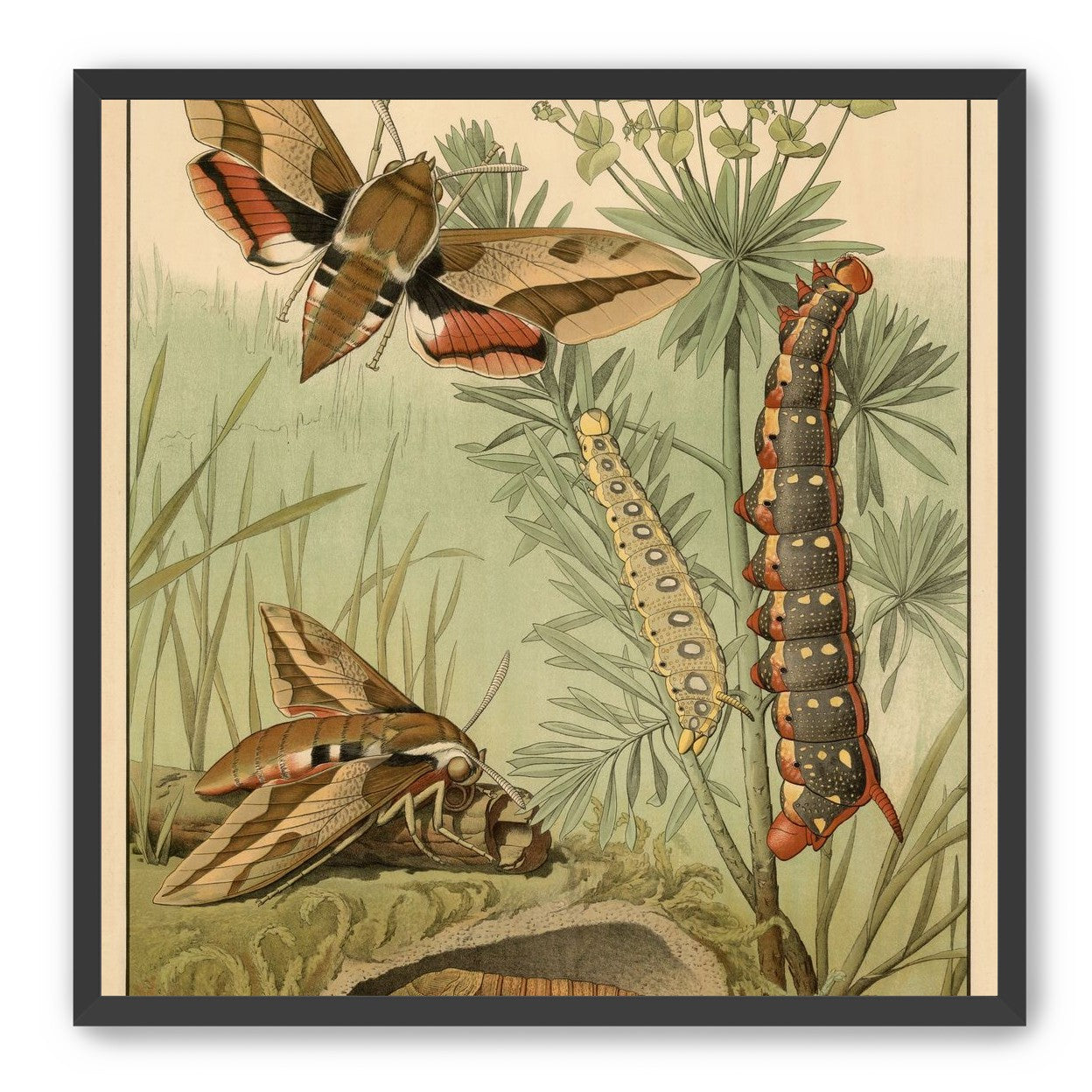 Red bands on moth wings