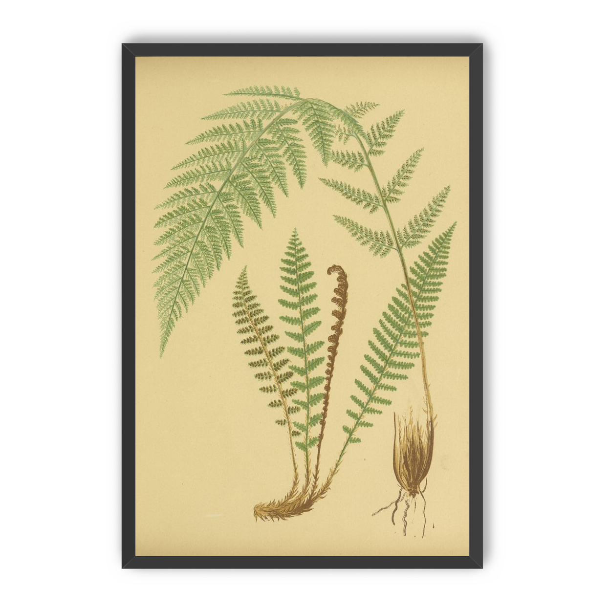 Fern fronds on tan paper