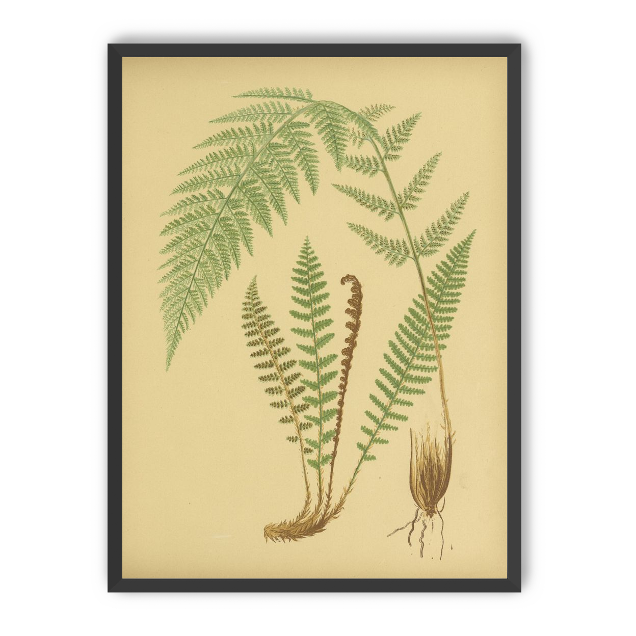 Fern fronds on tan paper