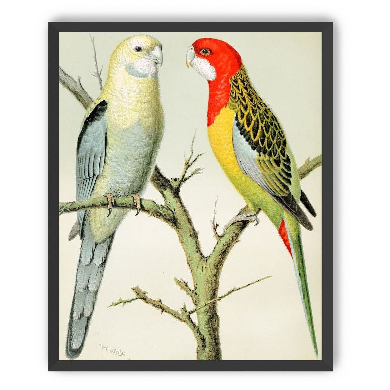 Beaks across the branch