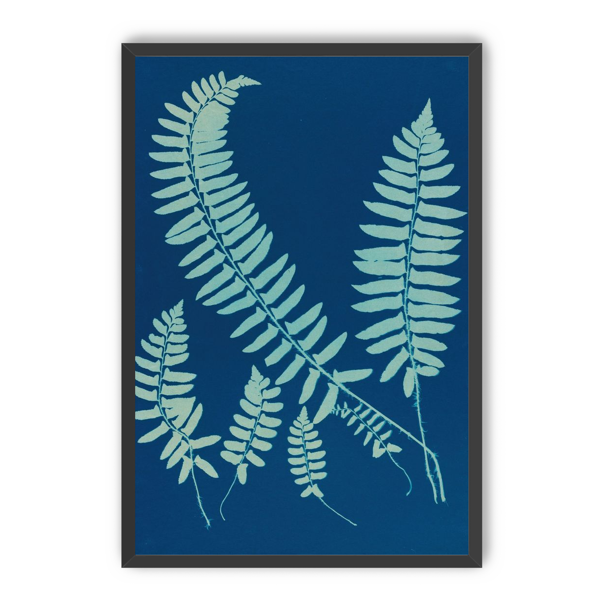 Fern shadows in blue