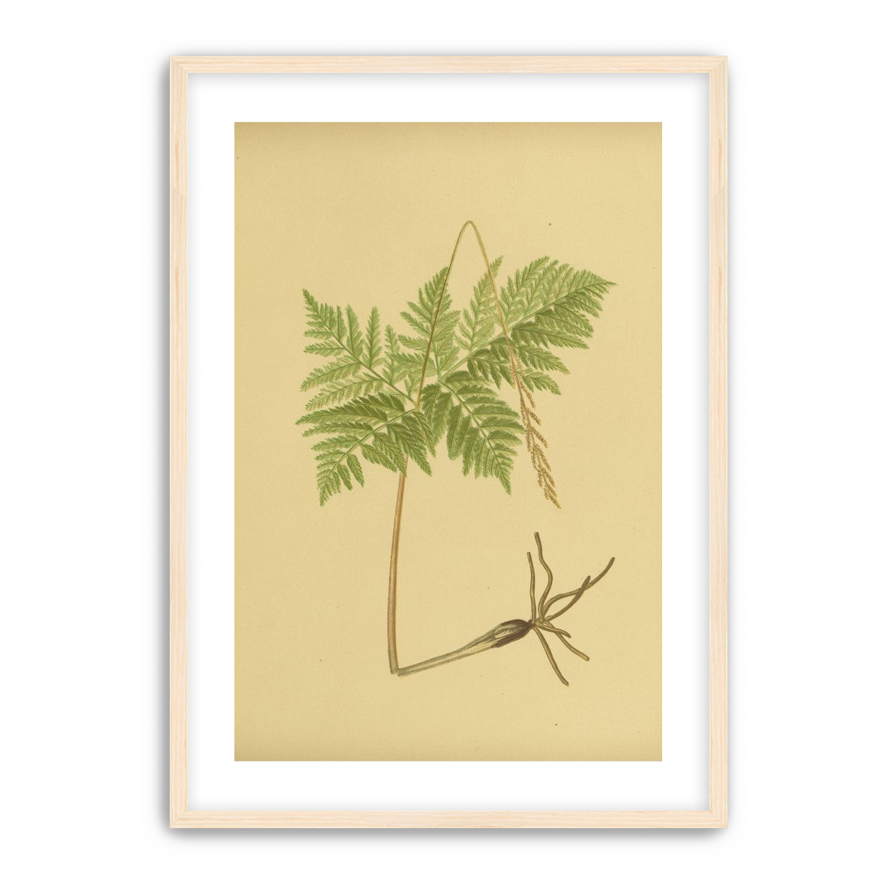 Fern fronds above bare roots