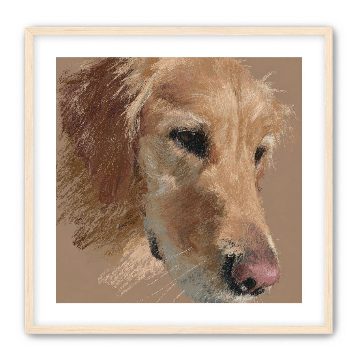 Warm browns on a golden retriever
