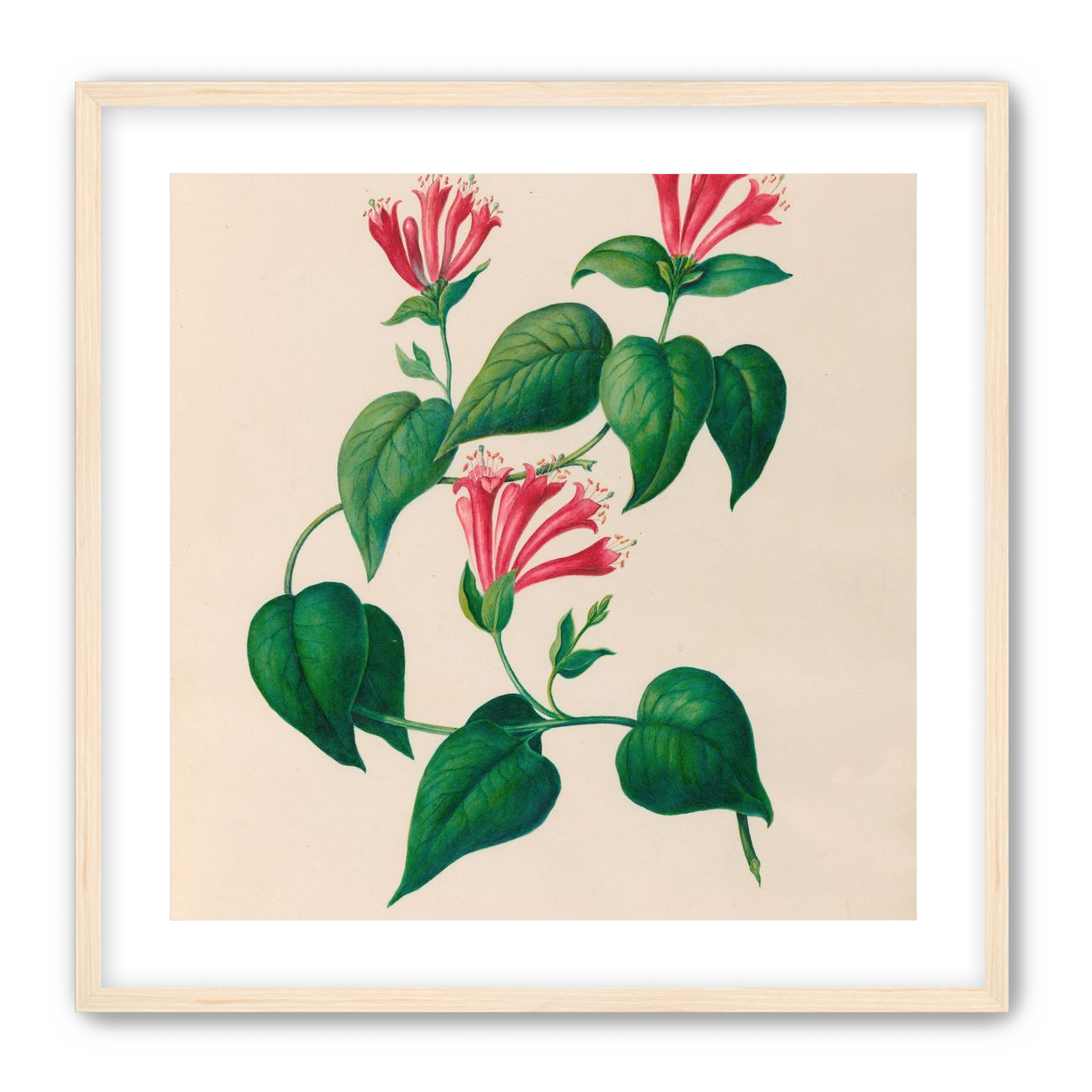 Three trumpets on a vine