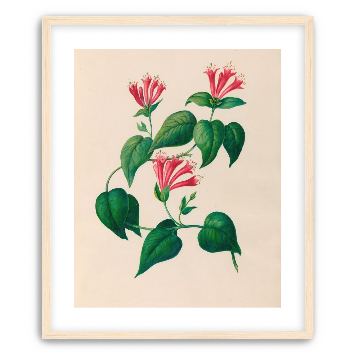 Three trumpets on a vine