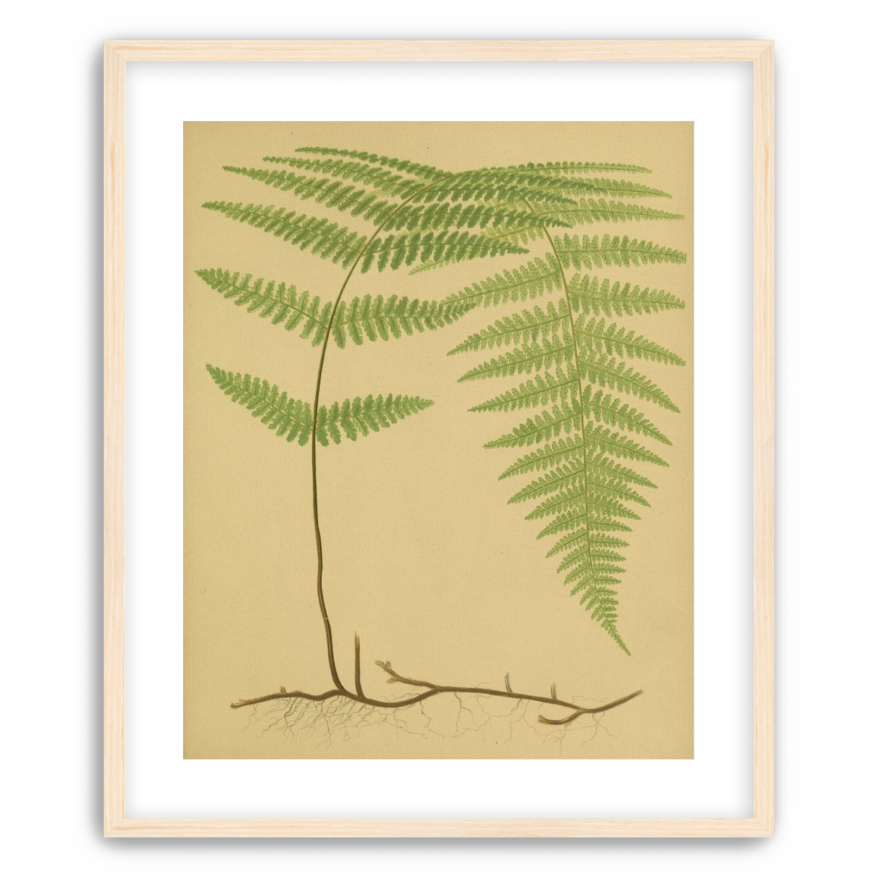 Green frond on tan paper