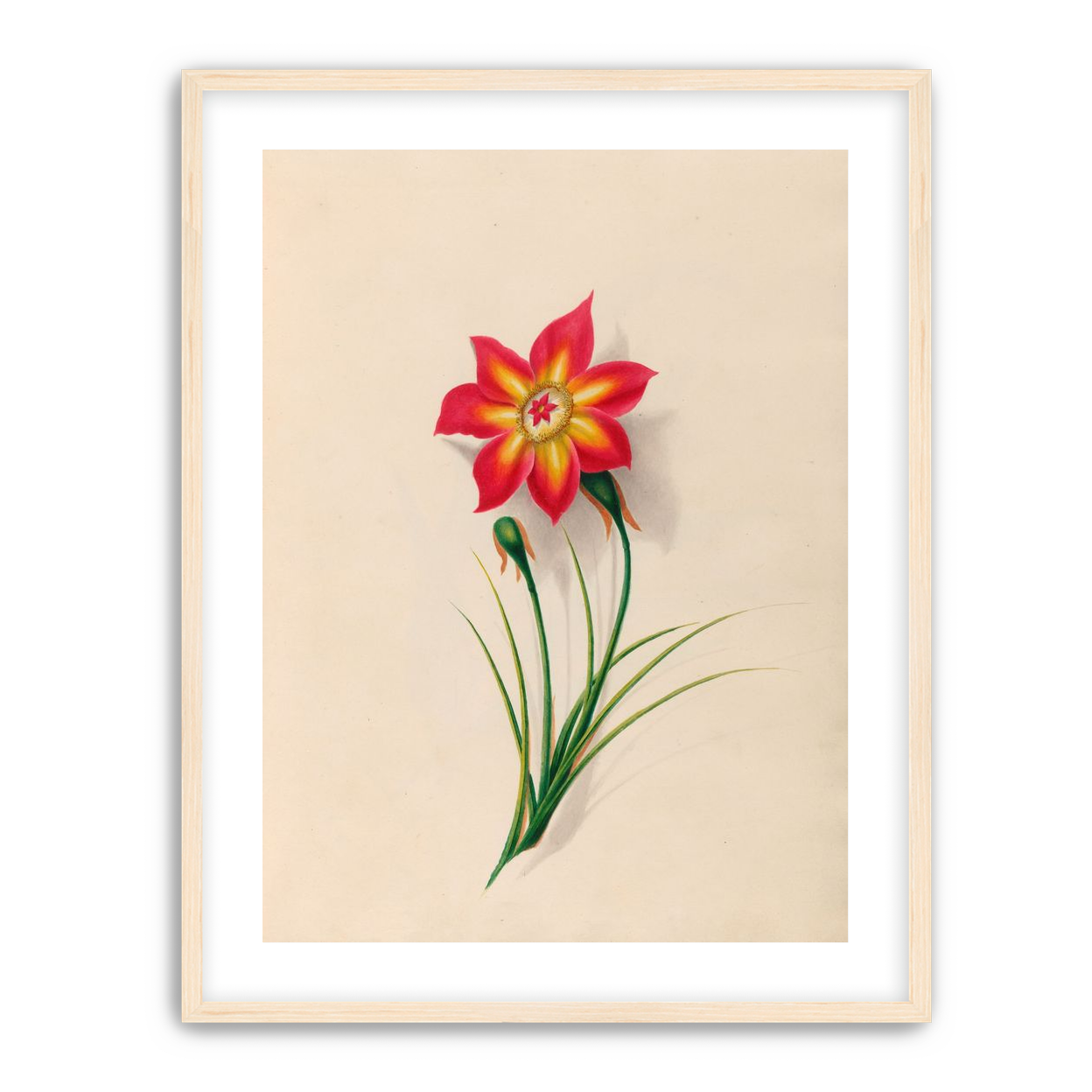 One flower above two buds