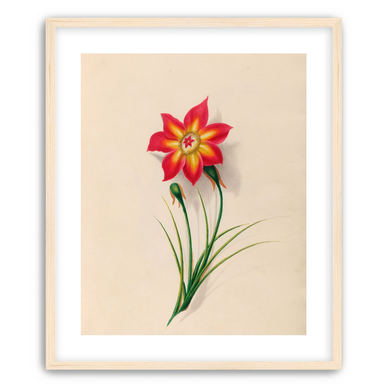 One flower above two buds