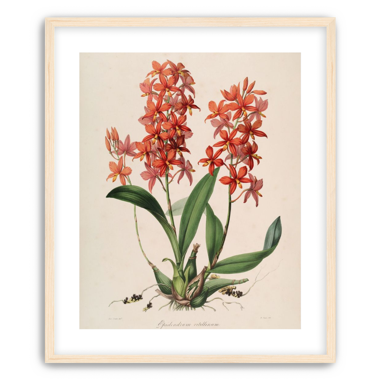 Red orchids on white paper
