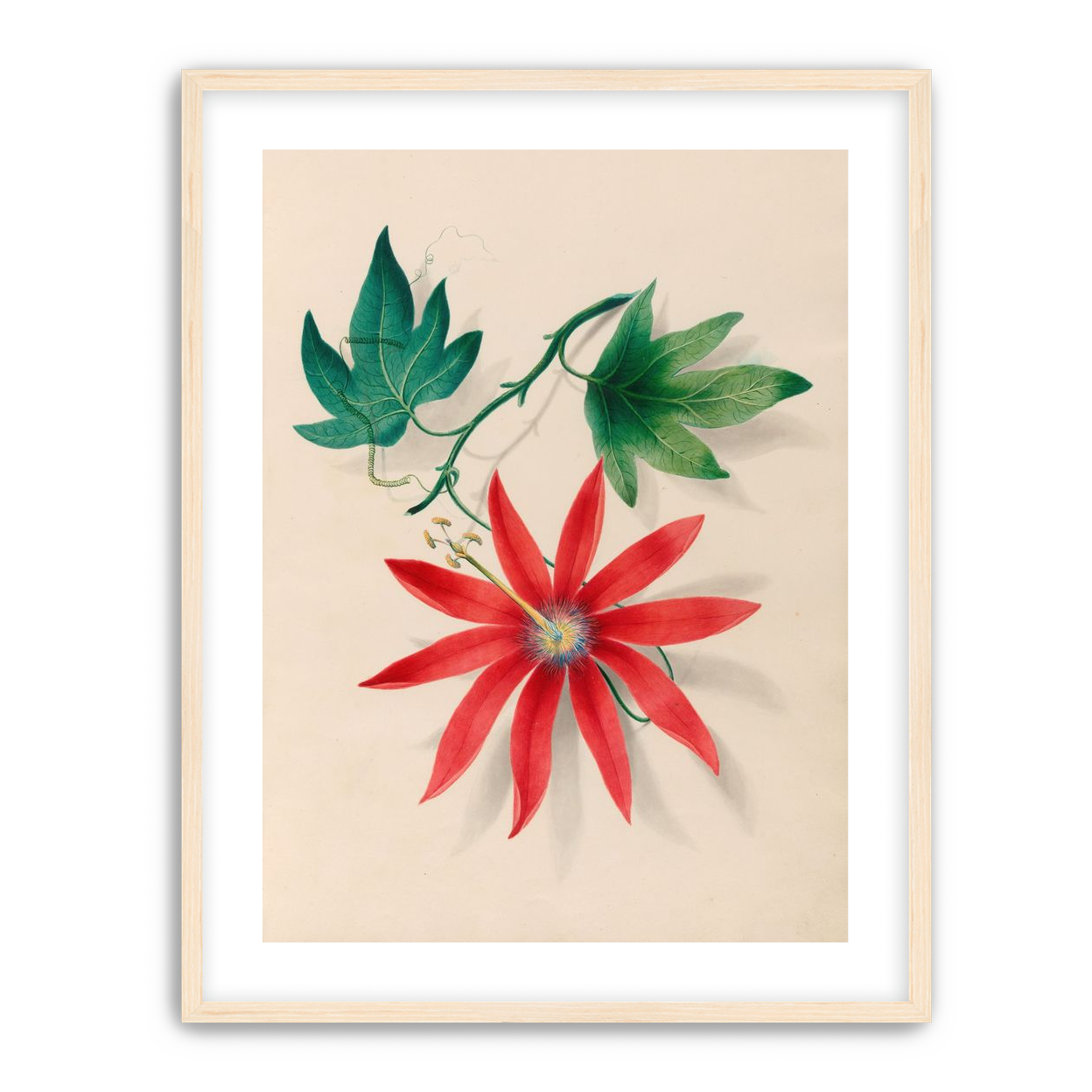 Red bloom on green vine