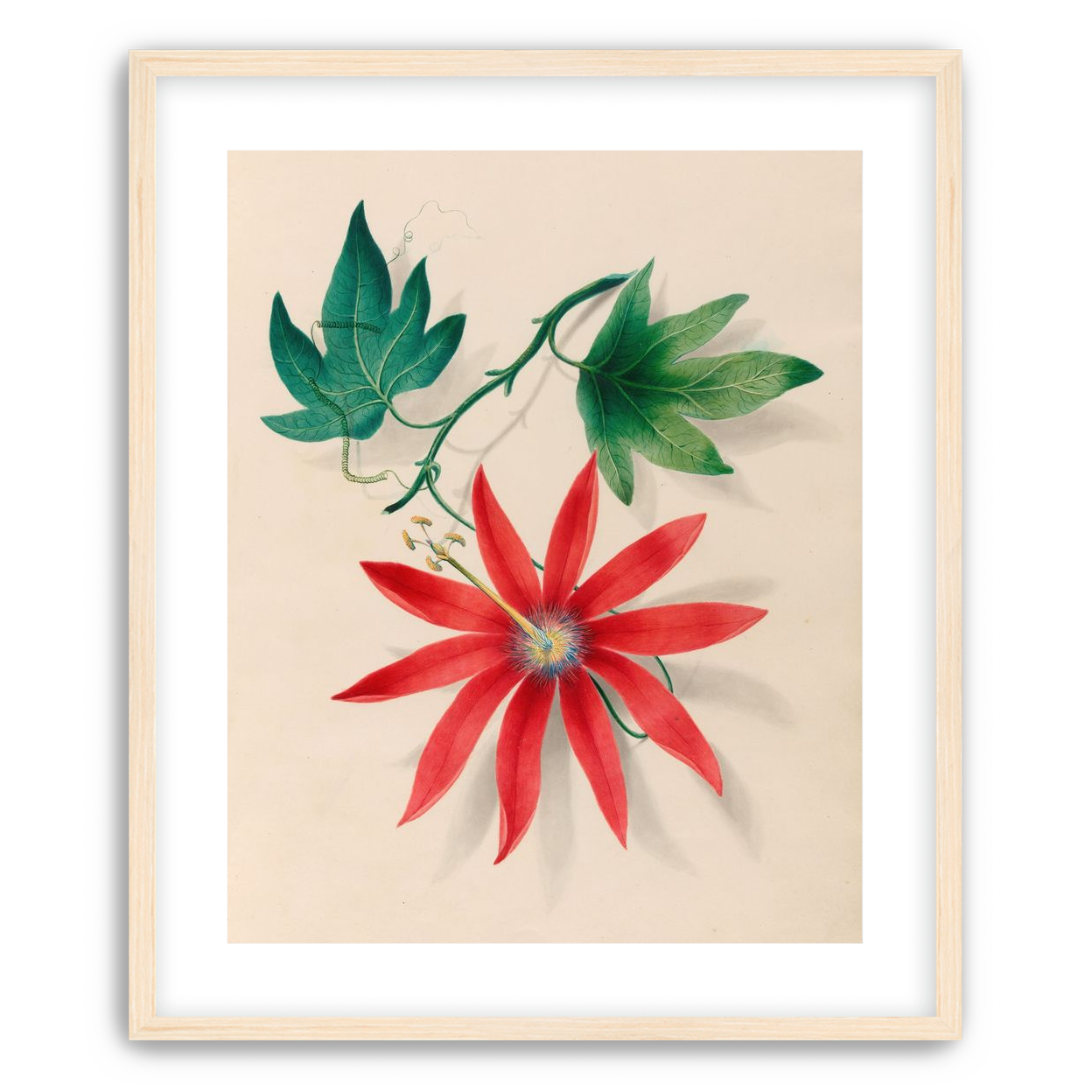 Red bloom on green vine