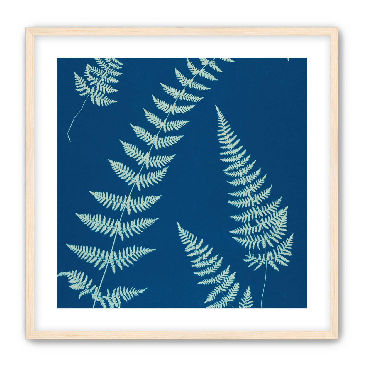Fern shadows in blue