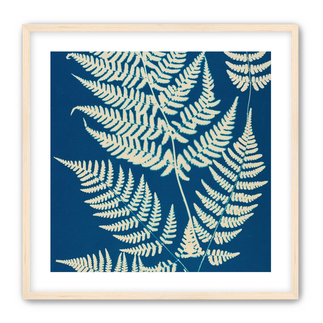 Ferns crossing blue field