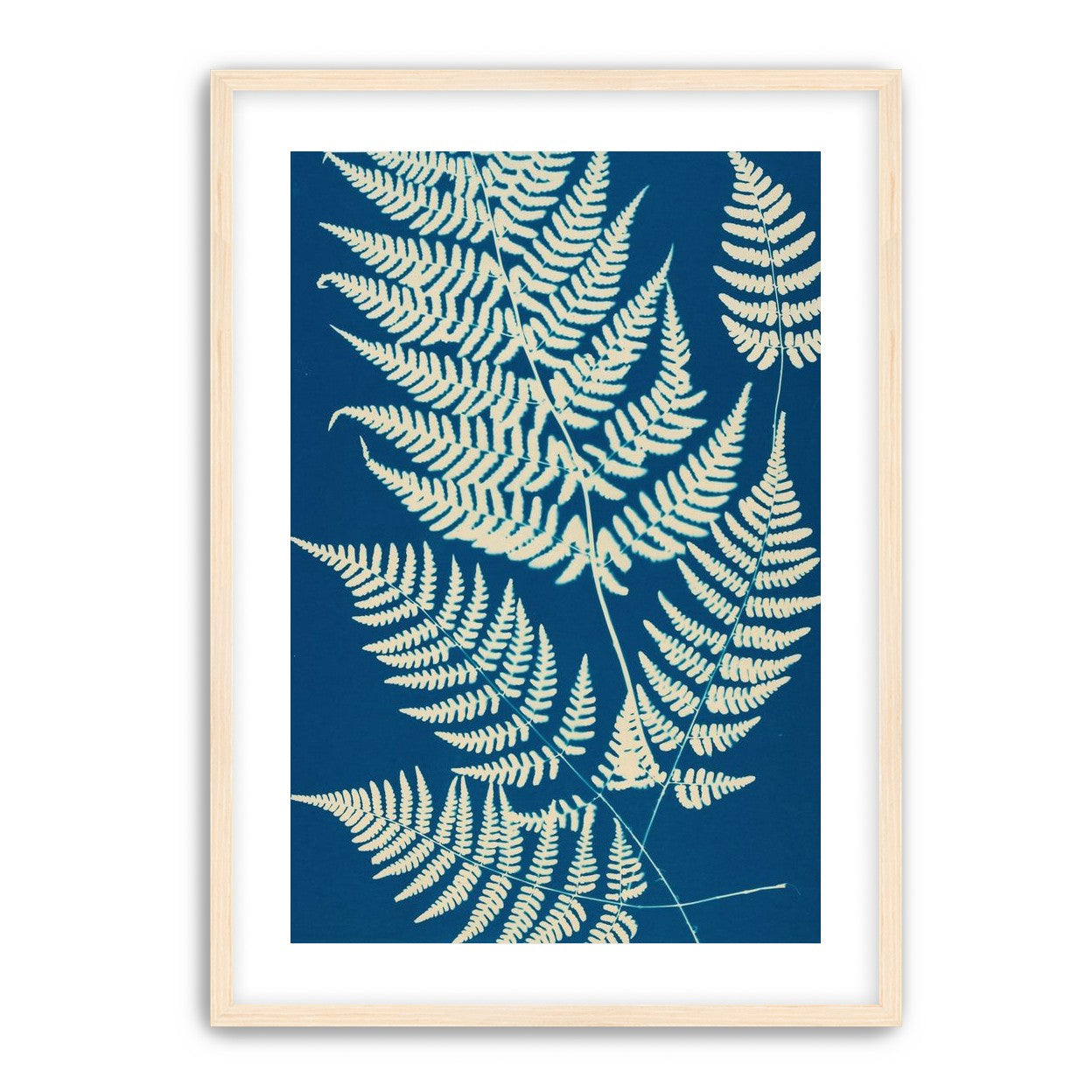 Ferns crossing blue field