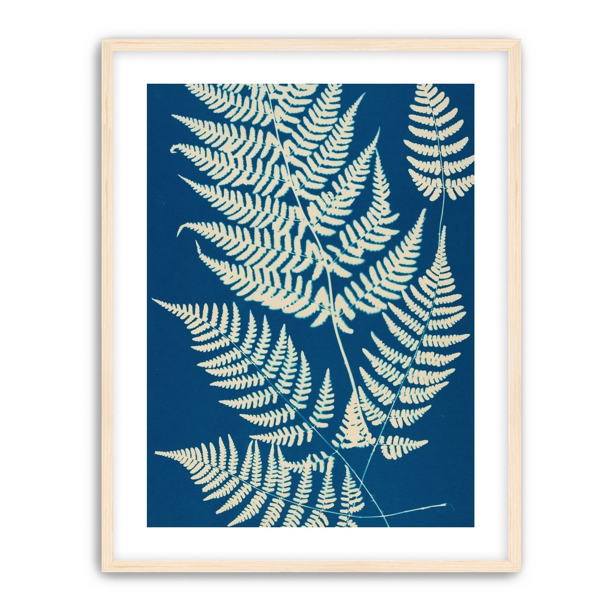 Ferns crossing blue field