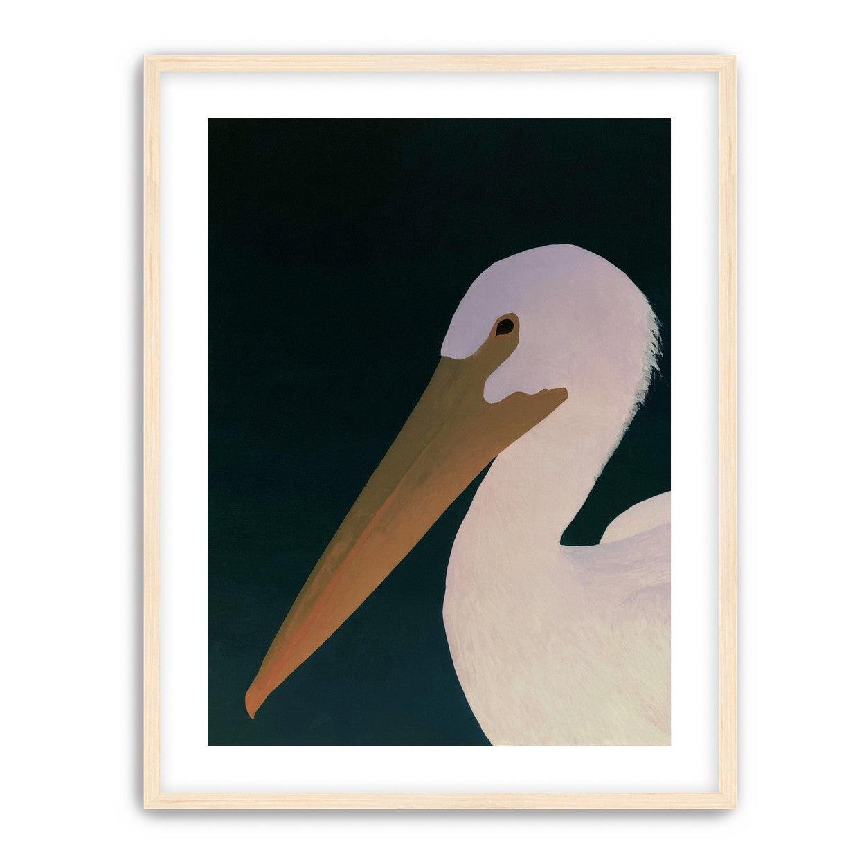 White pelican in stillness