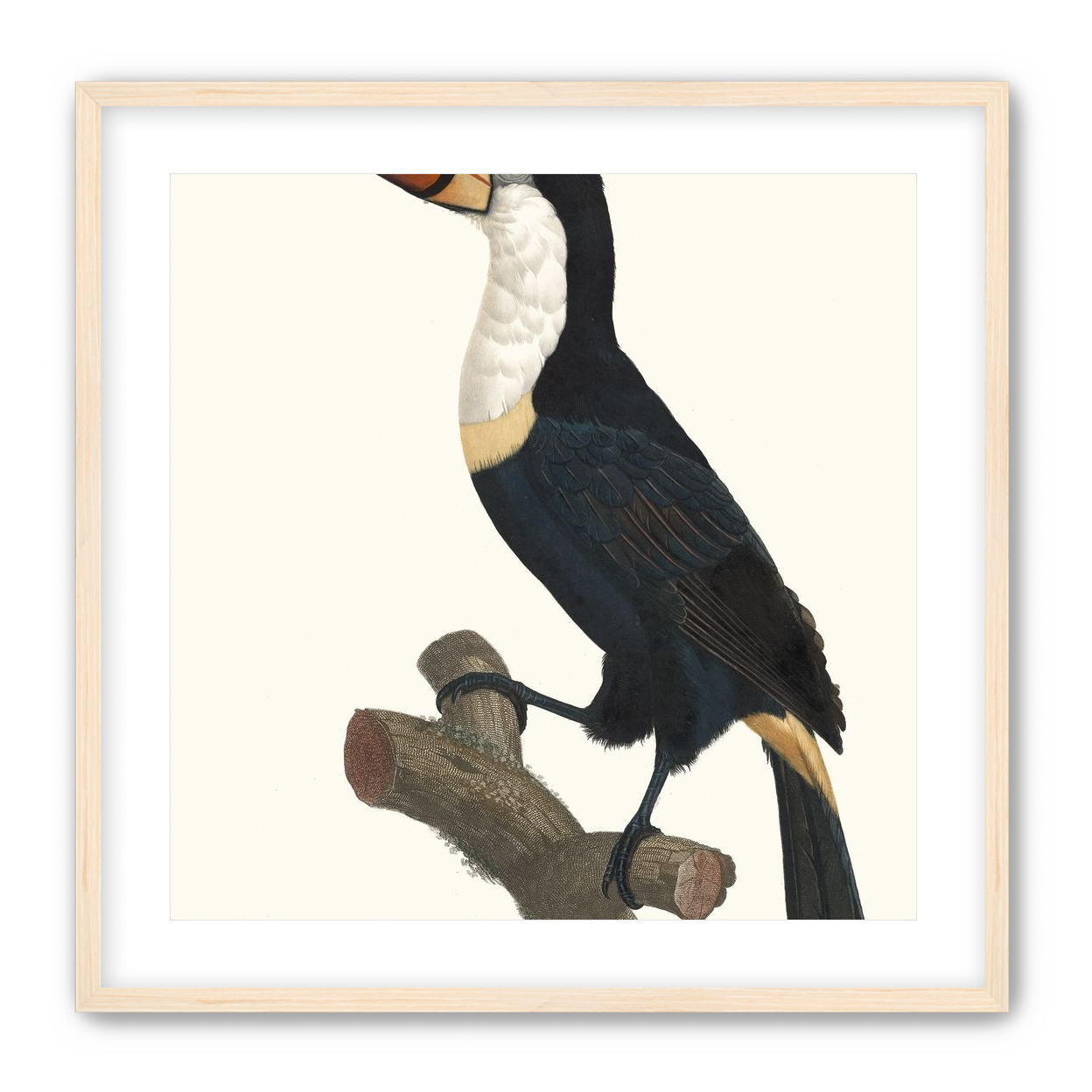 Hornbill on cut branch